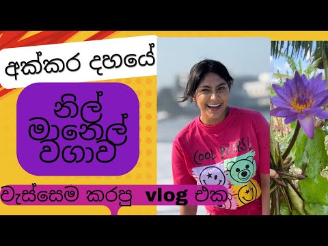 වැස්සෙම කරපු අක්කර  10 නිල් මානෙල් වගාවේ vlog එක.🌸