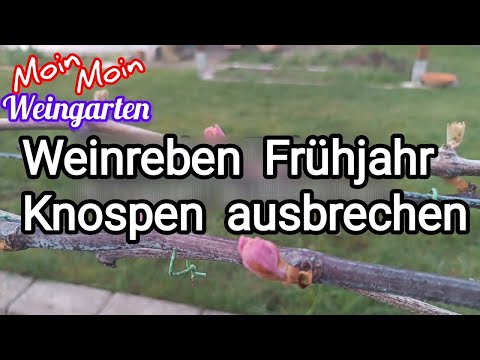 Weinreben Frühjahr Knospen ausbrechen formen Ersatz Zapfen