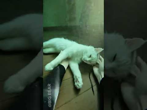 This Man Saved A Cat That Was Drowning In A House