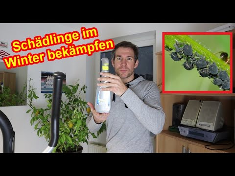 Blattläuse, Schildläuse, Wollläuse im Winterquartier bekämpfen – Schädlinge im Winter entfernen