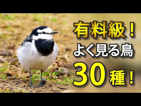 エンベリザについて詳しく解説