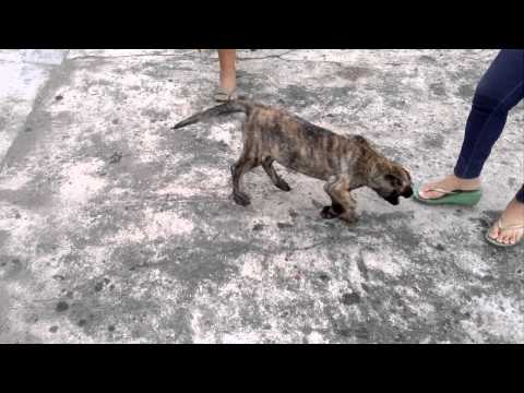 von ronel female dutch shepherd