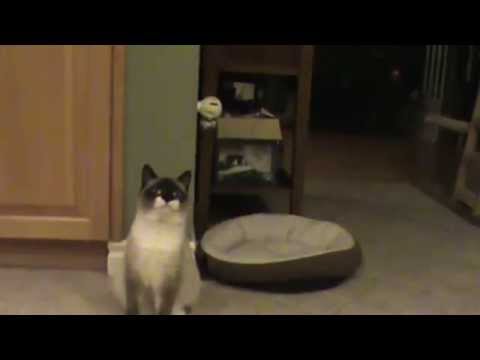 Carli  showing her off her "style"