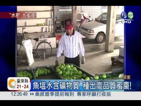 "棒球大"蜜棗! 歸功魚塭水灌溉
