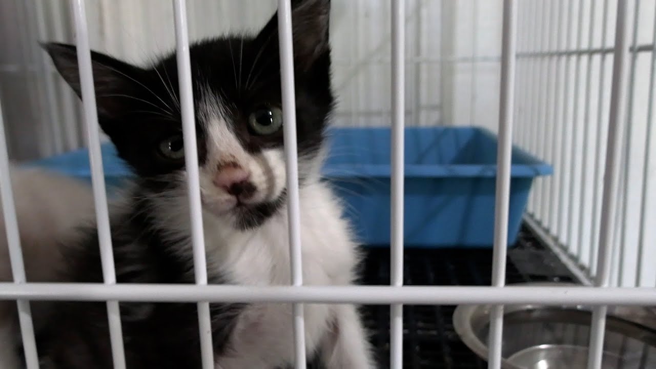 Miniatura do YouTube