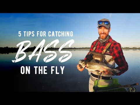 5 Tips For Fly Fishing For Bass | Sea Bass Fly Fishing | Saltwater Fly Fishing UK