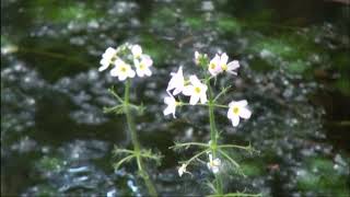 HÍREK A TERMÉSZETBŐL