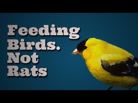 Feeding Birds, Not Rats pt.1