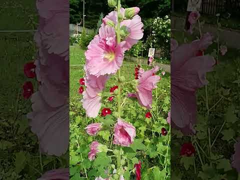 タチアオイの種を集めるのに最適な時期はいつですか?なぜそれを自己播種させないのでしょうか？  庭園