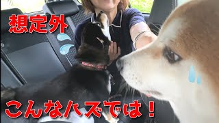 【京の柴犬】母Dさんのお迎え大作戦⁉　想定外の反応に笑った　太郎の犬モノガタリ第472話