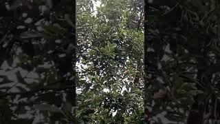 Download lagu Abundant fruit candidate #avocado #fruit #fruit mp3