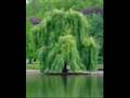 G love Weeping willow tree