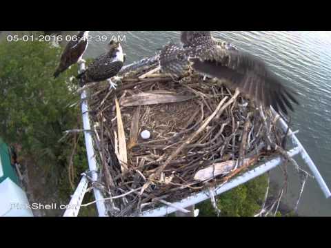 5/1/16 ~ PINK SHELL OSPREY, OLDEST CHICK TAKES FLIGHT!