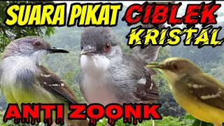 Download lagu suara pikat CIBLEK KRISTAL ribut mp3