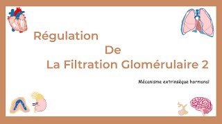 Regulation of Glomerular Filtration: Part II (Extrinsic Hormonal Mechanisms).