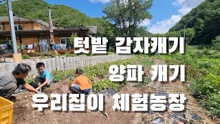 [시골일상 브이로그] 텃밭 양파 역대급!! 왜? 텃밭 감자캐기, 우리집이 체험농장, 텃밭농사