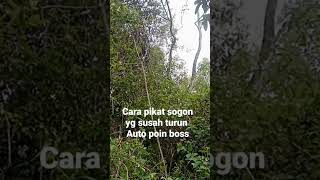 Download lagu pikat sogon yg susah turun malah dapet bonus burung ini #pikatburung#shorts #pikatsogon mp3 Download lagu pikat sogon yg susah turun malah dapet bonus burung ini #pikatburung#shorts #pikatsogon mp3