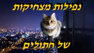 פספוסי חתולים 2015 - פספוסים קורעים מצחוק של חתולים
