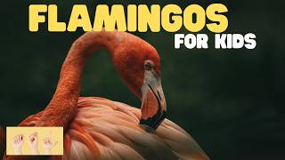 ASL Flamingos for Kids