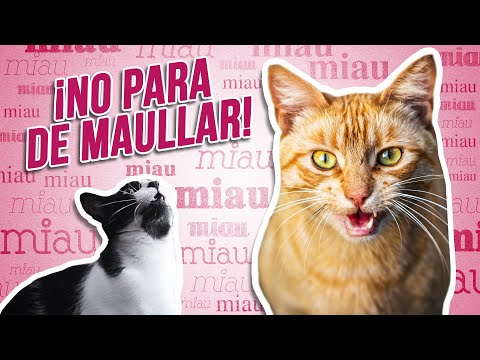 Why does your cat meow so much? What's wrong with him that he won't stop meowing? 😼 | 2 main reasons