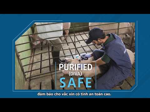 Aftogen Oleo, vắc xin lở mồm long móng FMD tuýp O uy tín nhất Việt Nam