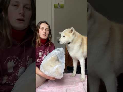 ტორის ვპუტავ