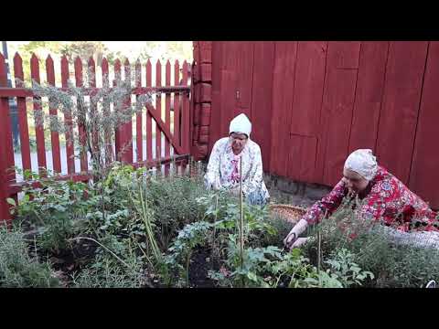 Wadköpings örtagård