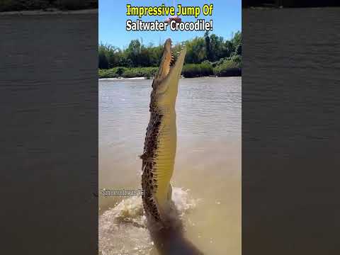 Powerful Jump of a Saltwater Crocodile !
