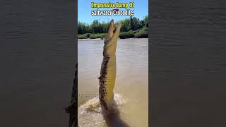 Powerful Jump of a Saltwater Crocodile !