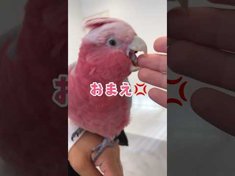 オウムは互いに目をそらします