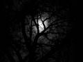Black Forest....Goblin