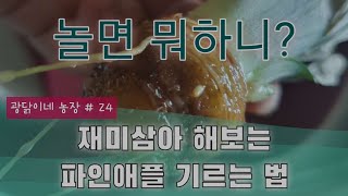 파인애플 재미삼아 기르기 - 이게 된다고?