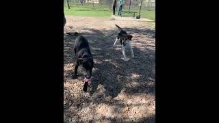 Labrador Retriever Puppies Videos