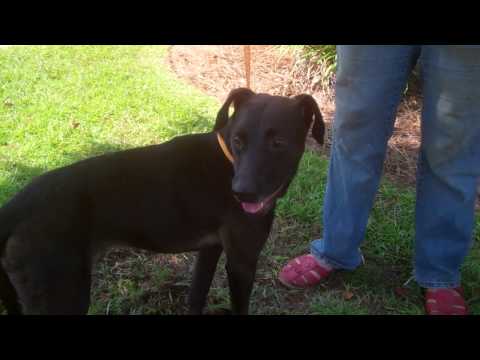 Jayke, an adopted Black Labrador Retriever Mix in Killingworth, CT_image-1