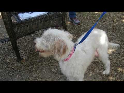 Marnie, an adopted Terrier & Poodle Mix in Houston, TX_image-1