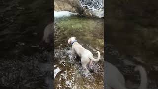 Dogo Guatemalteco Puppies Videos