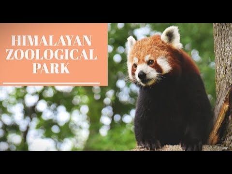 Himalayan zoological park | Padmaja zoological park darjeeling | Darjeeling zoo | new and easy