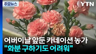 어버이날 특수지만...중동 사태에 카네이션 농가도 한숨 / YTN