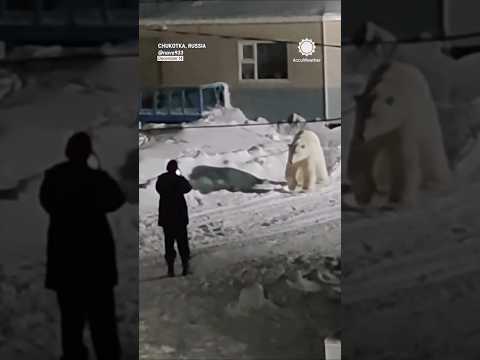Man Dangerously Captures Up-Close Video of Polar Bear