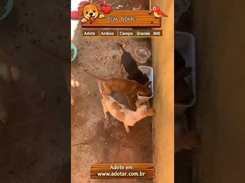Vídeo de SEM NOME