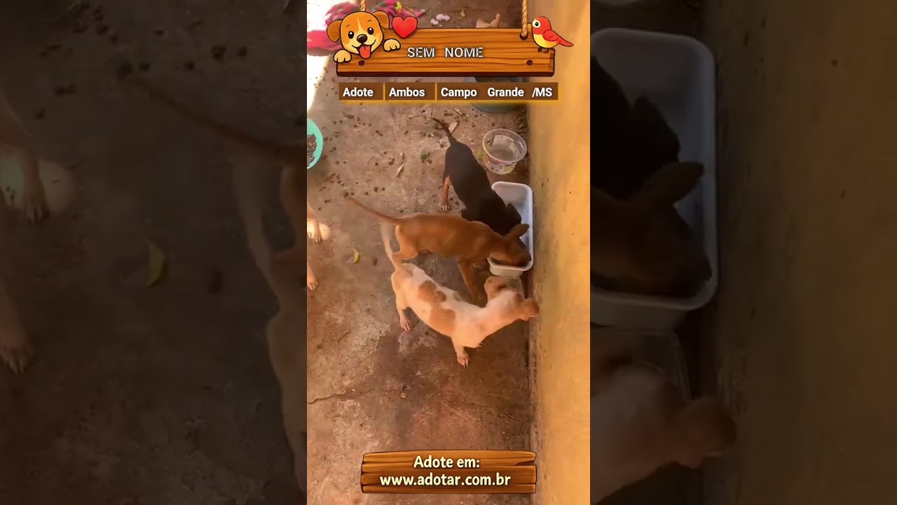 Cachorro raça SRD-ViraLata idade 2 a 6 meses nome SEM NOME