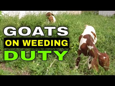 USING GOATS to eat weeds & clear the land