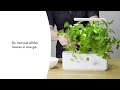 Click and Grow Smart Garden 3 vnt. papildymas - petražolių sėklos