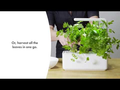Click and Grow Smart Garden 3 vnt. papildymas - petražolių sėklos video