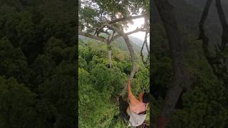 Download lagu Do You Dare to Climb a Tree This Tall? #honey #tree #forest mp3