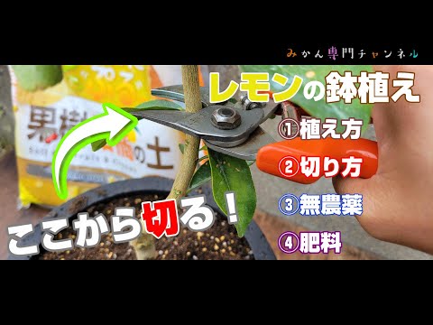 園芸 レモンの木を鉢で育てる