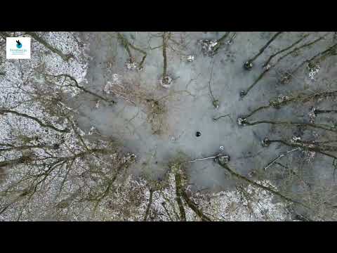 Lasy bagienne-Swamp Forests Kliniska destrict NW Poland