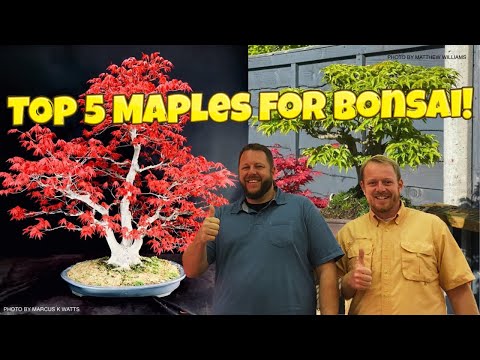 Top 5 Japanese Maples Commonly Used For Bonsai!