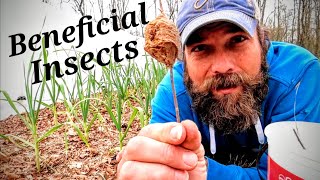 How To Find & Use Praying Mantis Cocoons