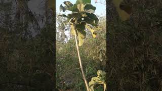 Download lagu Pantau sarang Burung Prenjak lumut Diatas makam mp3